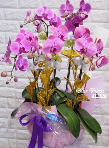 台灣蝴蝶蘭祝賀枱花連底盆5枝裝