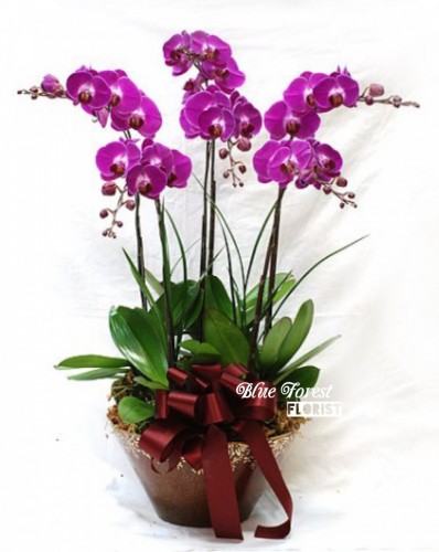 台灣蝴蝶蘭祝賀枱花連底盆（6枝裝*紫紅色）