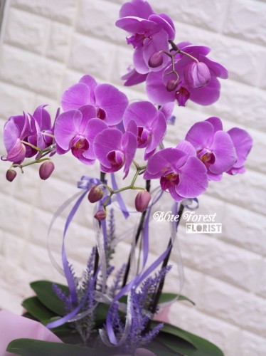 台灣蝴蝶蘭祝賀枱花連底盆(3枝裝）