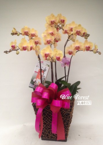 台灣蝴蝶蘭祝賀枱花連底盆(5枝裝*黃色）