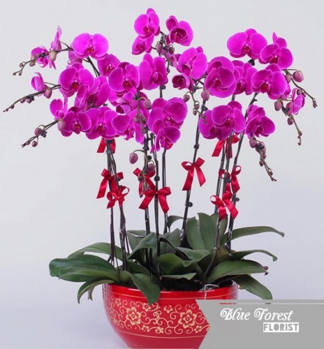 台灣蝴蝶蘭祝賀枱花連底盆(8枝裝*紫紅色）
