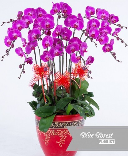 台灣蝴蝶蘭祝賀枱花連底盆(10枝裝*紫紅色）