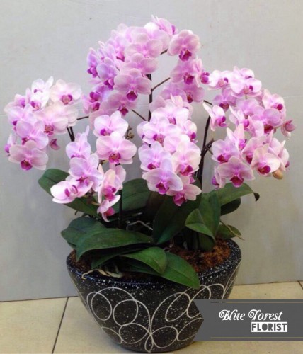 *台灣蝴蝶蘭祝賀枱花連底盆(6枝裝*粉紅色）