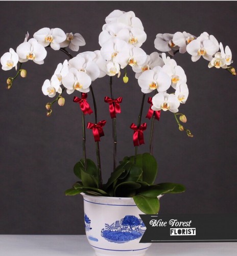 台灣蝴蝶蘭祝賀枱花連底盆(5枝裝*白色）