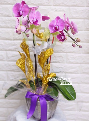 台灣蝴蝶蘭2支裝連盆多色選擇(粉紅/紫色/白色）